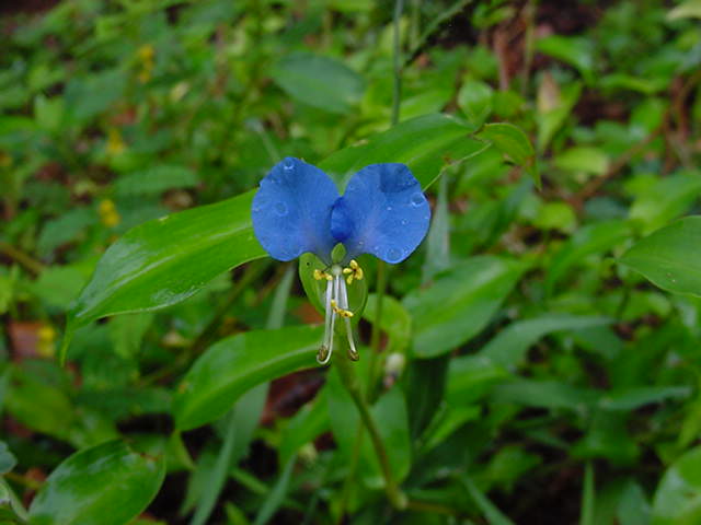 Asiatic Dayflower (Commelina communis)
