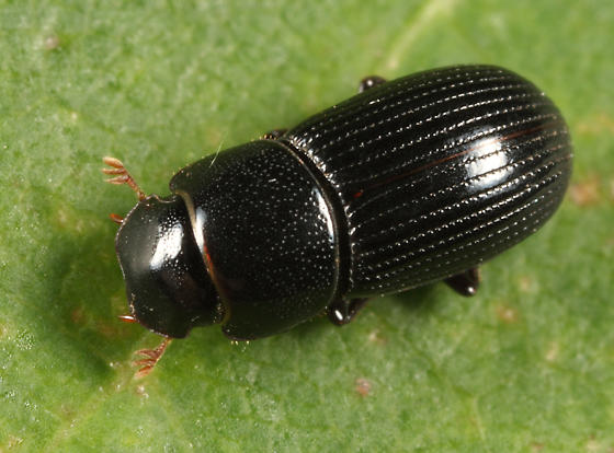 Black Turfgrass Ataenius Beetle